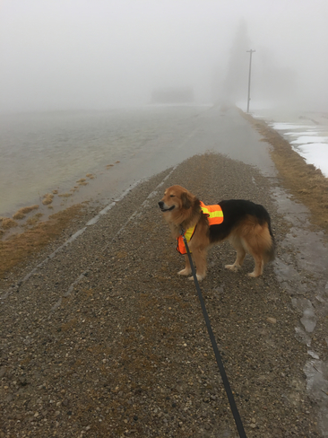 Foggy morning walk Walton, Ontario, CA