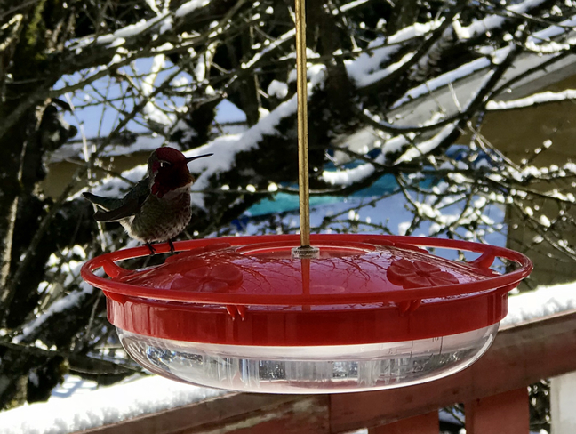 Male Annaâ€™s hummingbird Surrey, British Columbia, CA