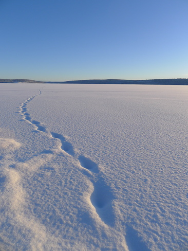 tracks in the snow Puntzi Lake, British Columbia