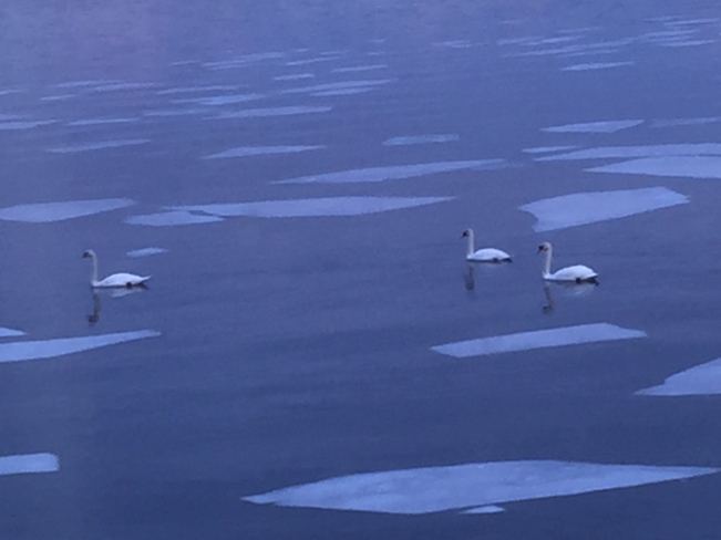 Swans in the St. Lawrence River Brockville, Ontario, CA