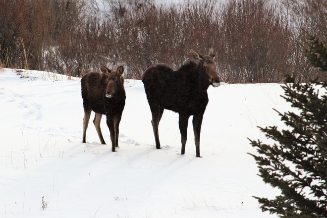 Good Moose Morning! Ranchland No. 66, AB