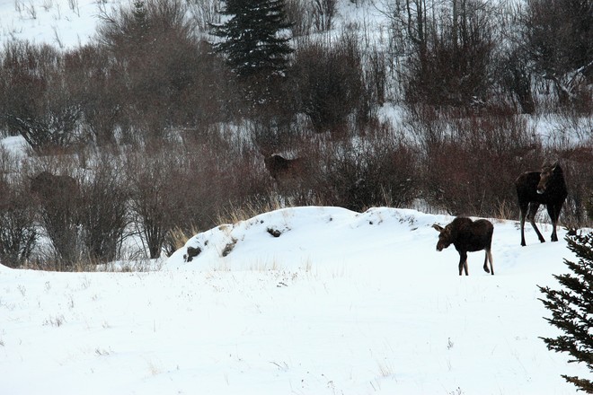 Good Moose Morning! Ranchland No. 66, AB