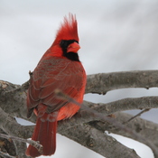 le cardinal