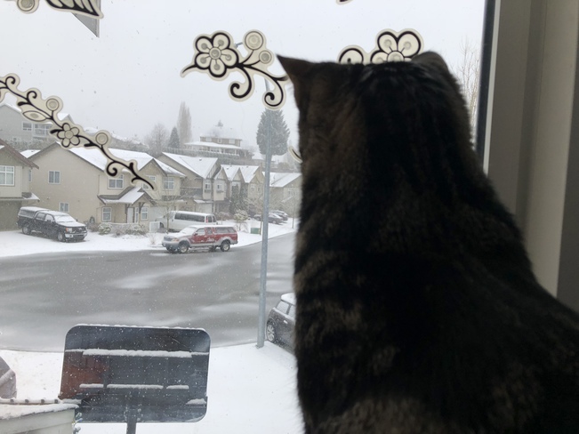 Kittenâ€™s Biggest Snowfall Abbotsford, BC