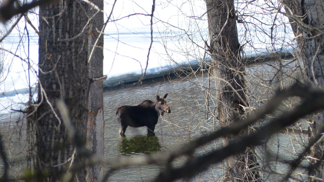 Moose in the granby river Grand Forks, BC