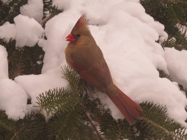 Cardinal Lac Magog