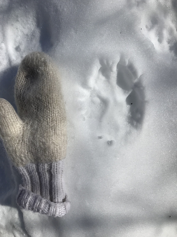 Wolf paw print Rankin Location 15D, Ontario, CA