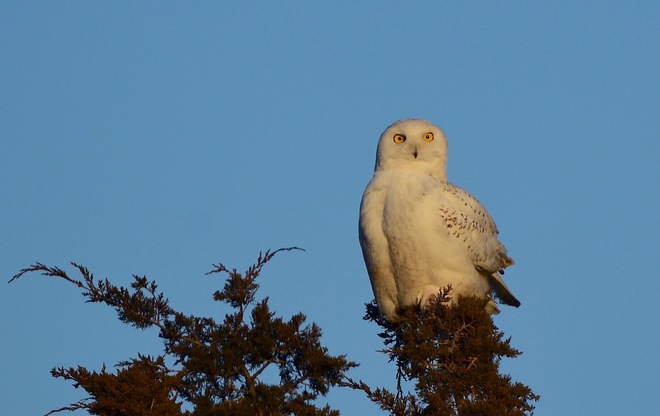Snowy Owl Lennox and Addington County, ON