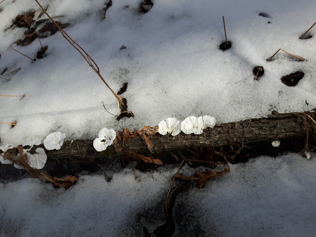 "Snow flowers" Beaverton, ON