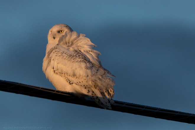 Snowy Owl Frontenac County, ON