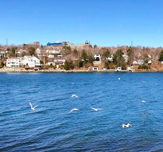 Seagulls in flight Halifax, Nova Scotia