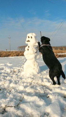 Ole frosty didn't stand a chance Morris, MB