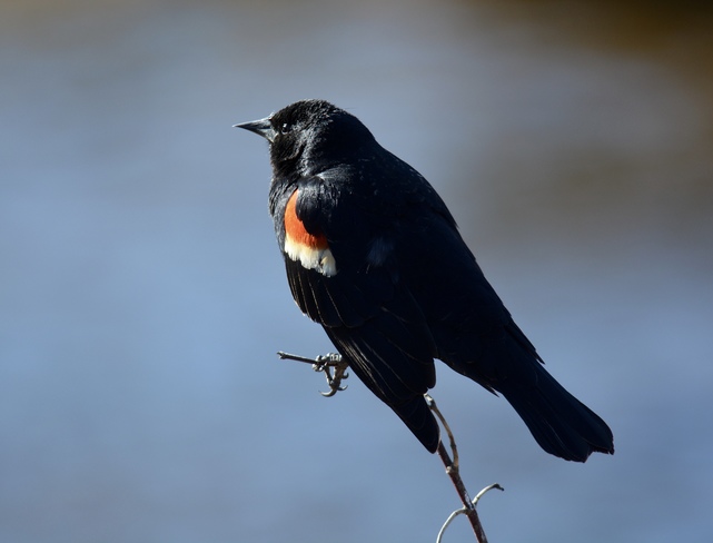 Red Winged Blackbird Burlington, ON