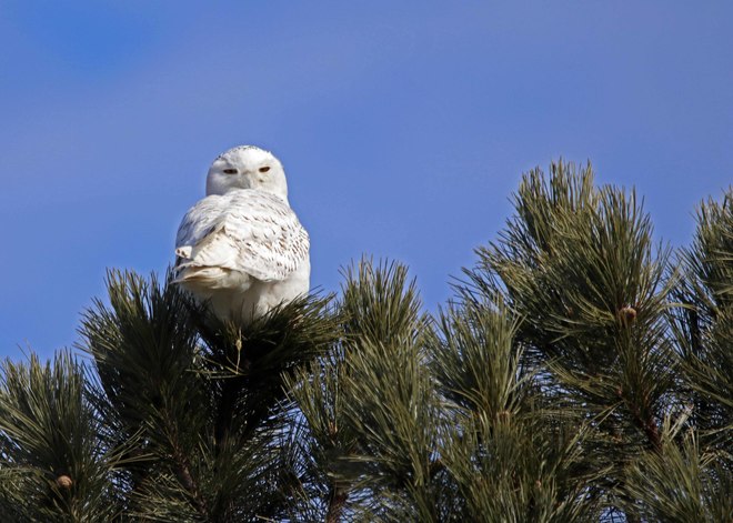 Snowy Owl Presqu'ile Provincial Park, Presqu'ile Parkway, Brighton, ON