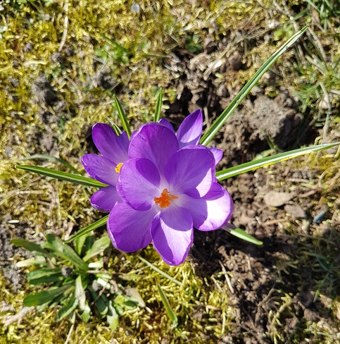 I love spring! Abbotsford, BC