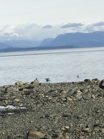 Love the Cormorants airing their â€œpitsâ€. Campbell River, British Columbia, CA