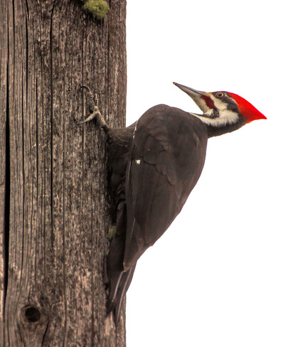 Pileated woodpecker Nelson, BC