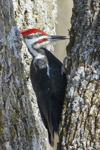 Biggest woodpecker Percy Boom, ON