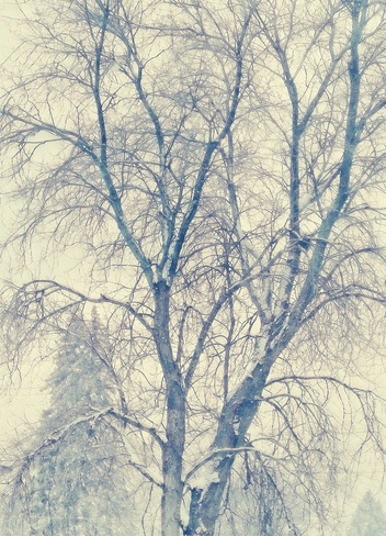 Snowy Morning Oshawa, ON