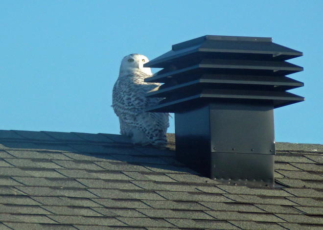 Snowy owl - beautiful sight to wake up to Orléans, Gloucester, Ottawa, ON