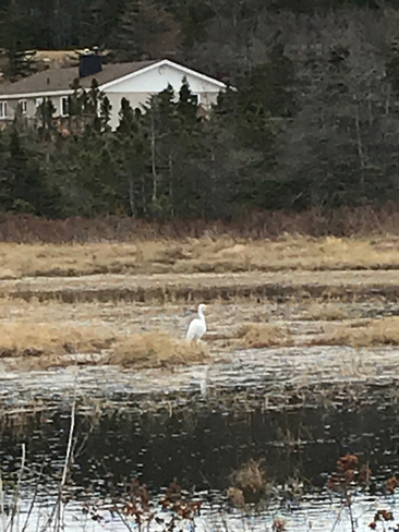 Heron spotted in Bettyâ€™s Pond Lewins Cove Lewin's Cove, Newfoundland and Labrador | A0E 2G0