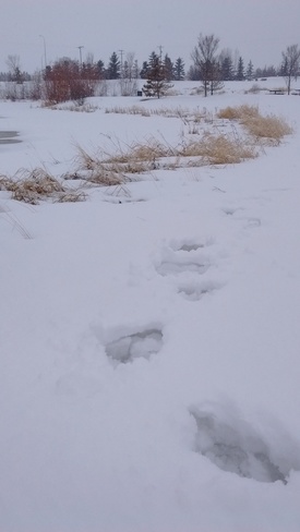 Snowy Walk Around Wetland! Red Deer, AB