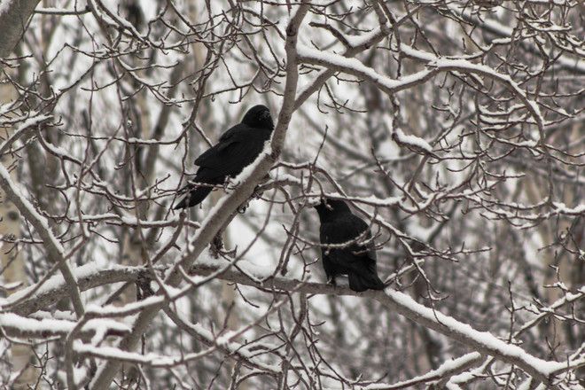 Two Crows Sydney Mines, Nova Scotia