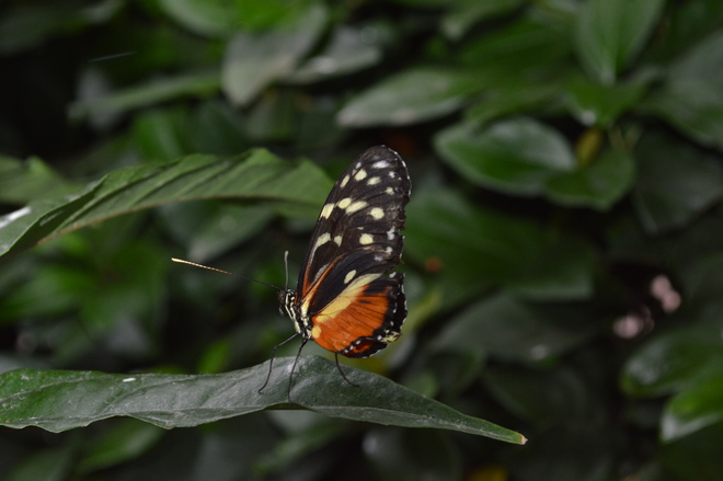 papillons en libertÃ© Montréal, QC