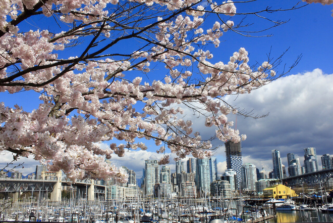 Cherry blossoms in town Vancouver, British Columbia, CA