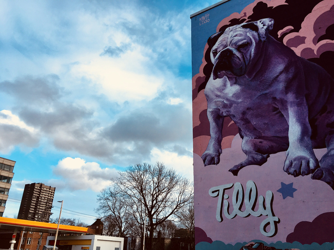 The Dog of DÃ©carie Boulevard ðŸ˜ðŸ˜ðŸ˜ Montréal, Quebec, CA