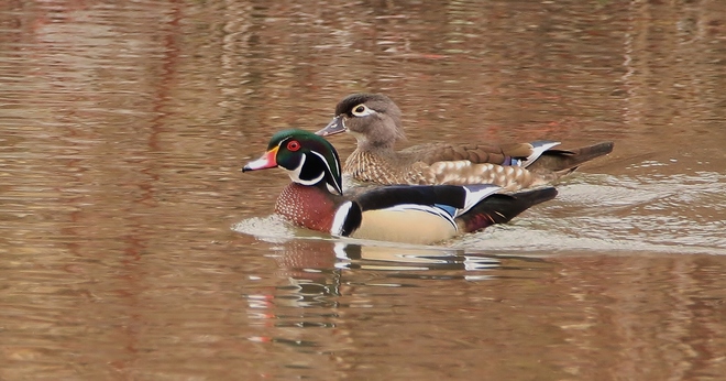 Wood ducks Tillsonburg, Ont