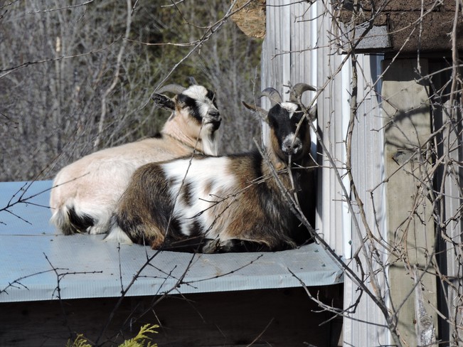 Goats Beaverton, ON