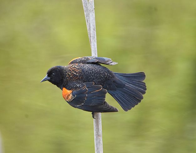 Red-winged Blackbird Duncan, BC