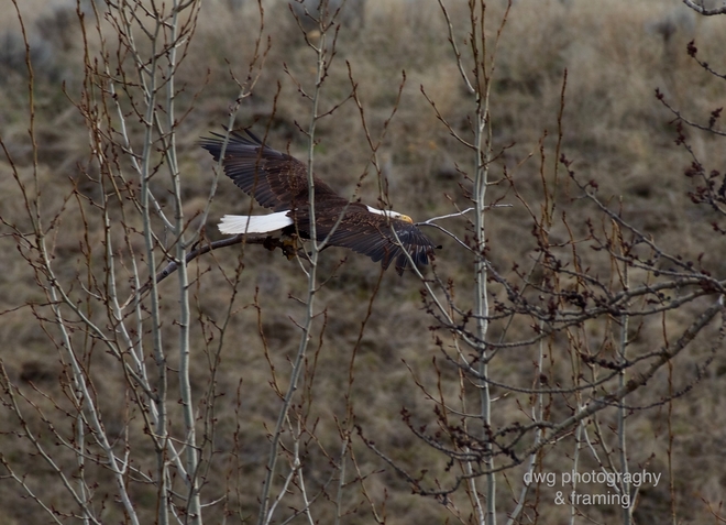 Nesting Bald Eagles Kamloops B.C.