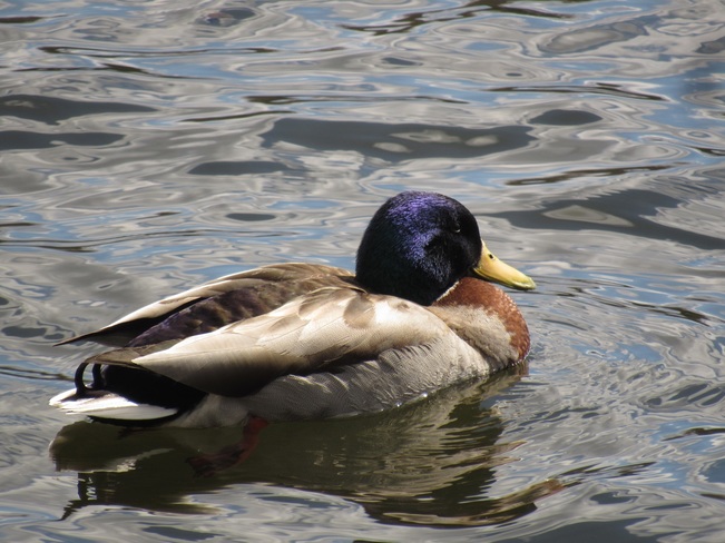 Beau canard cherche compagne Parc des Quatre-Pins, Sherbrooke, QC