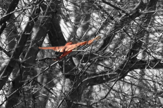 Cardinal Coming in for a Landing Dollard-des-Ormeaux, QC