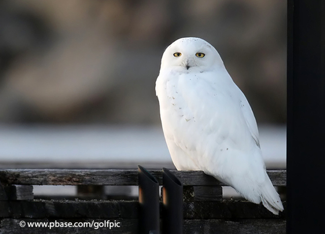 Snowy Owl Ottawa, ON