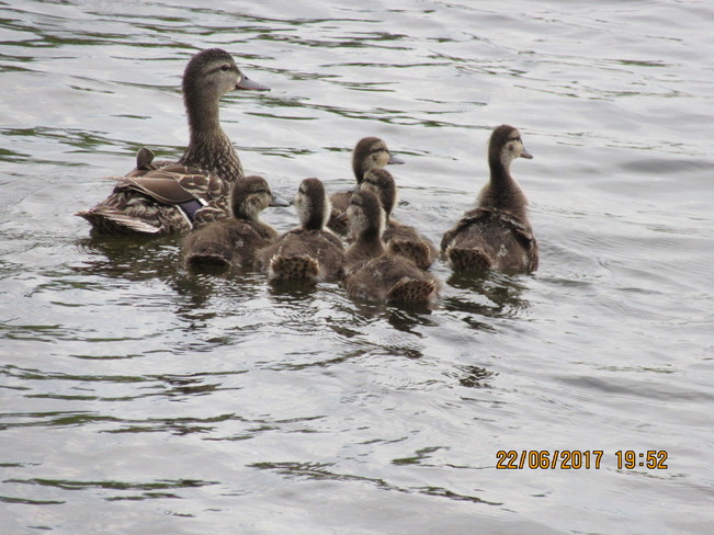 Family of ducks Fenelon Falls, Kawartha Lakes, ON