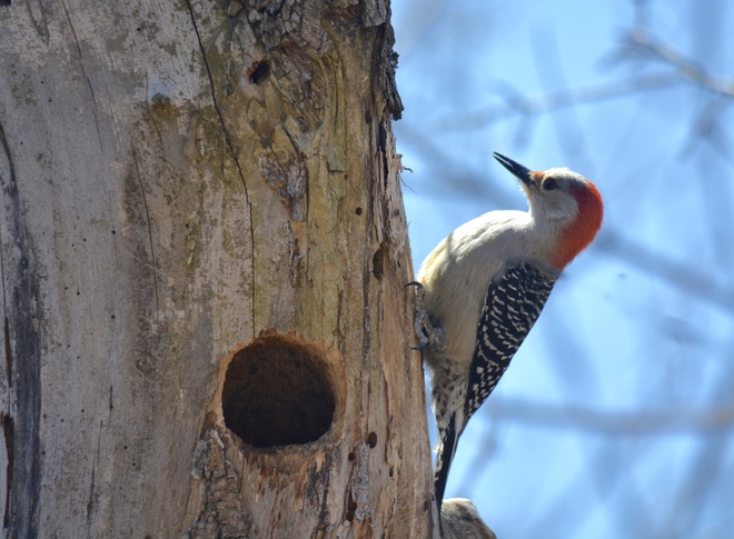 Red-Bellied Woodpecker Burlington, ON