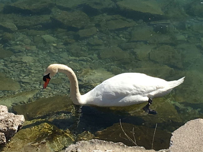 Swan Toronto, Ontario, CA