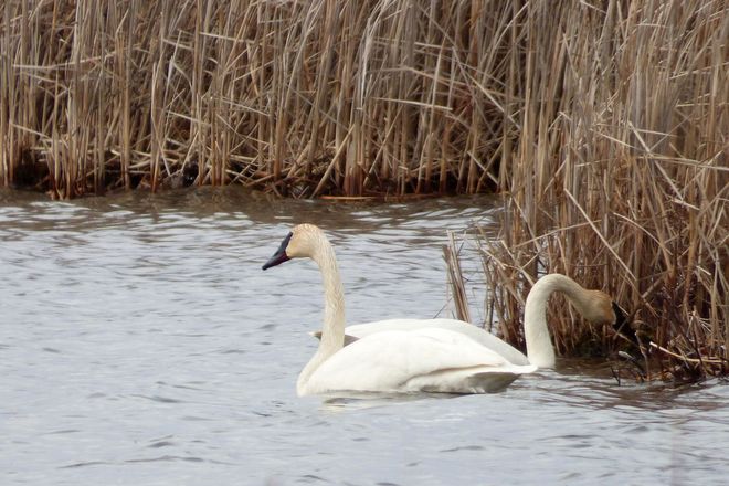 Trumpeter swans Mac Johnson Wildlife Area, Brockville, ON