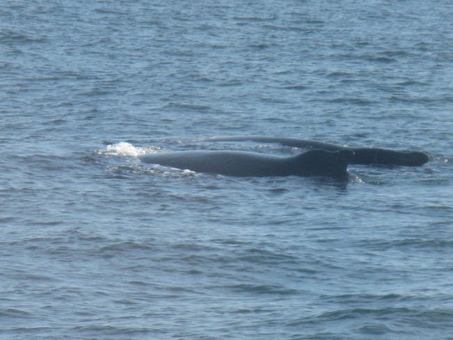 Whales 2 New York, NY, USA
