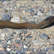Young water snake, Elliot lake.