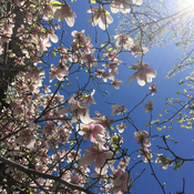 Magnolia en fleurs sous le Soleil du 14 mai 2018