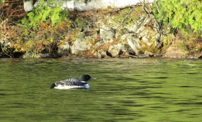 A Lone Loon Otter Lake, Quebec, CA