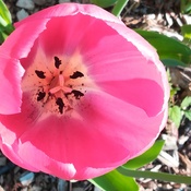 Rose tulipe
