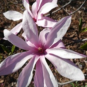 fleur de magnolia en ðŸ”¥
