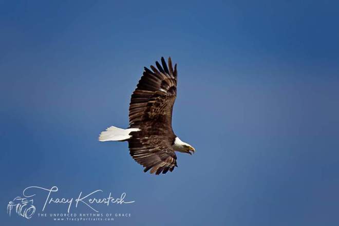 Eagle in Flight Melville, SK