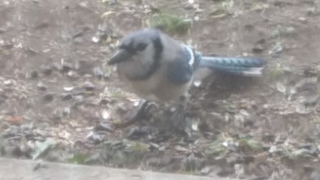 The newest critter to my balcony Jay the bluejay! London, ON