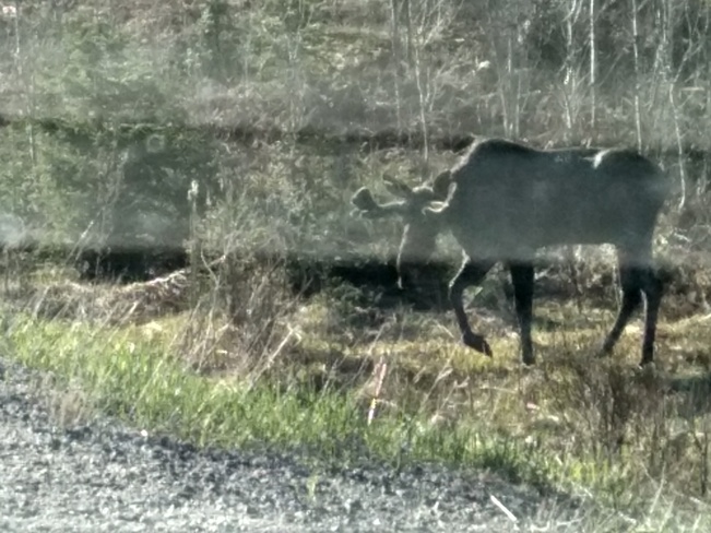 Watch out Mr. Moose! Sudbury, ON
